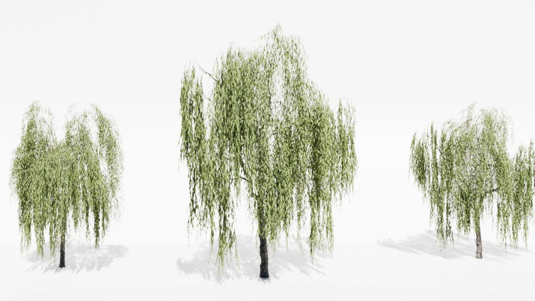 Salix Babylonica Tree